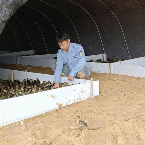 我为群众办实事/天涯区农业农村局高峰畜牧防疫员下村工作记录