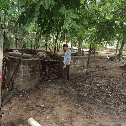 天涯区农业农村局高峰片动物防疫员今日下村工作记录