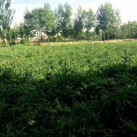 最美五月秦王川 苗木培育正当时