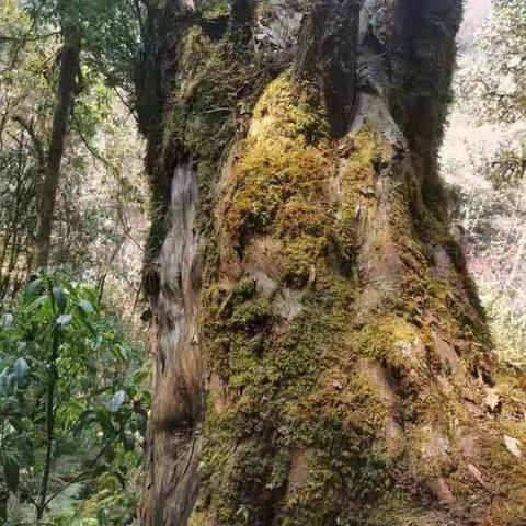 万茶归宗”的地方____永德