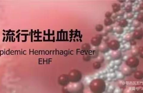 区二校预防出血热知识宣传