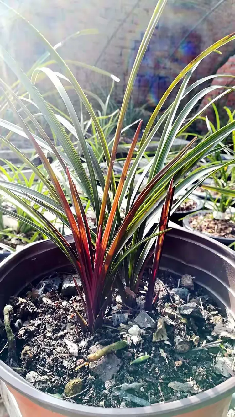 皇室血脉 国兰新贵——红香妃