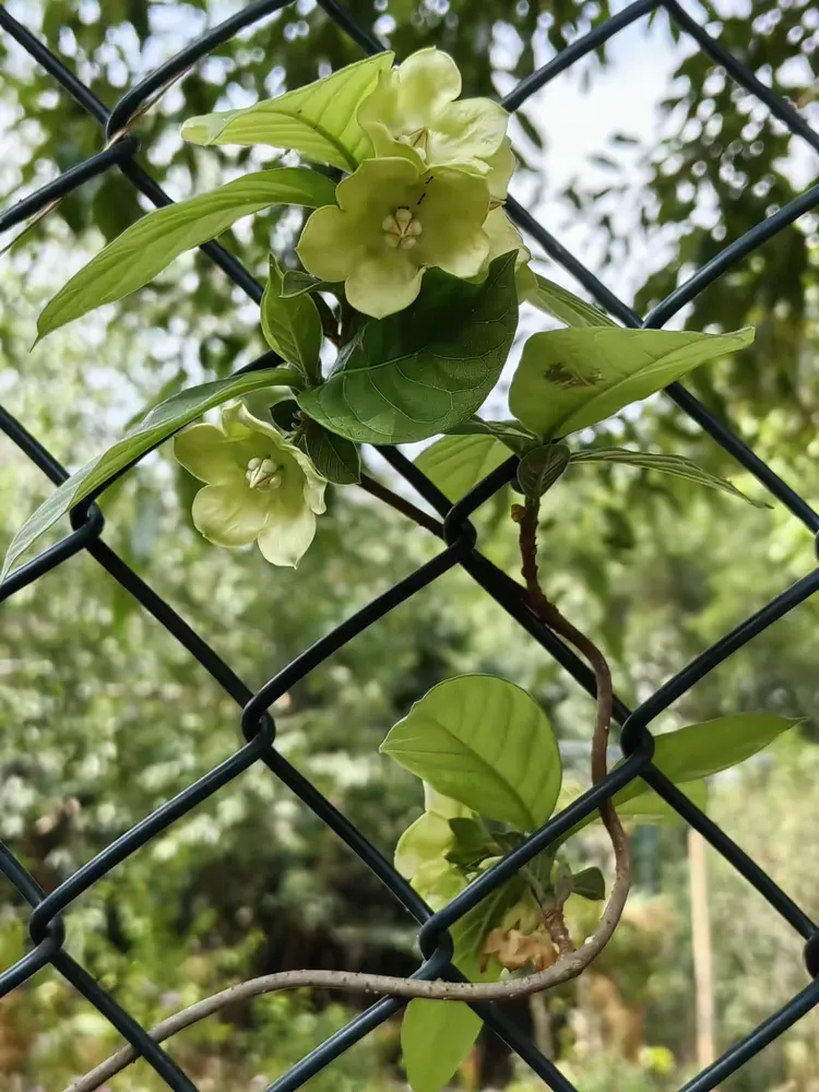 大纽子花在桂山公园北