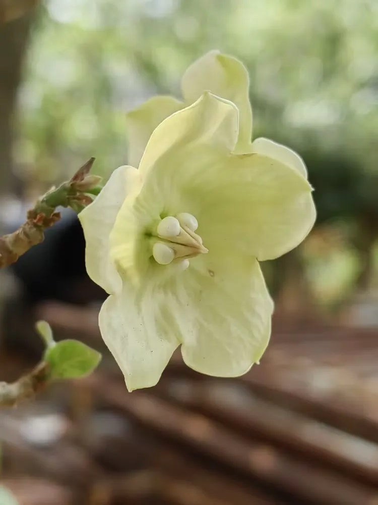 大纽子花在桂山公园北