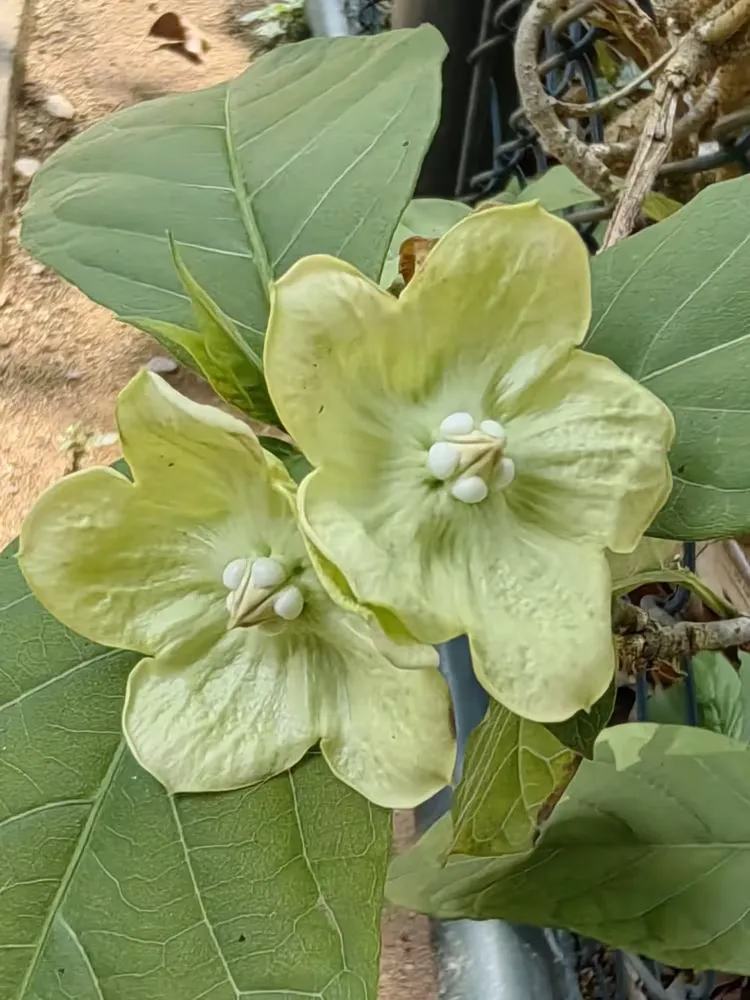 大纽子花在桂山公园北