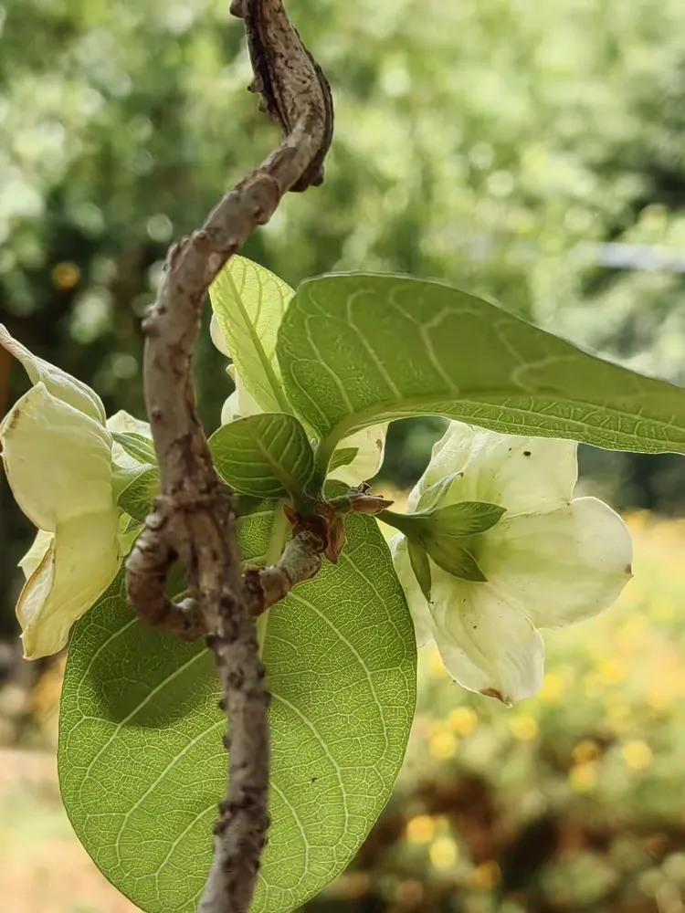 大纽子花在桂山公园北