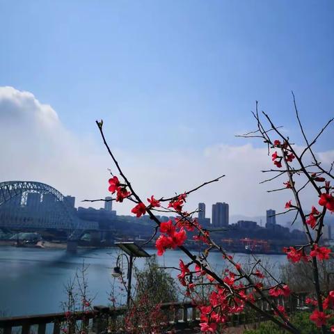 五月芳菲碧空净  复学诊断再继续——区教师进修学院深入开展小学复学教学情况专题视导