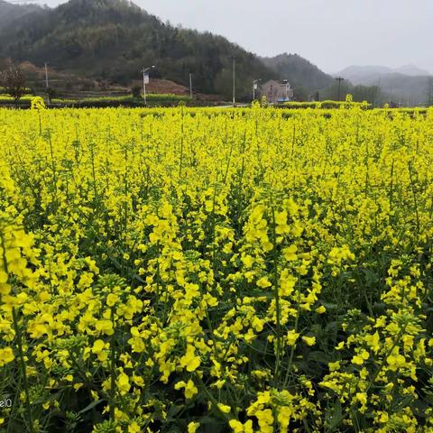 山美水美人更美