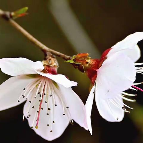 花儿～我与春天的约会！