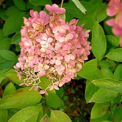 校园丁香花开