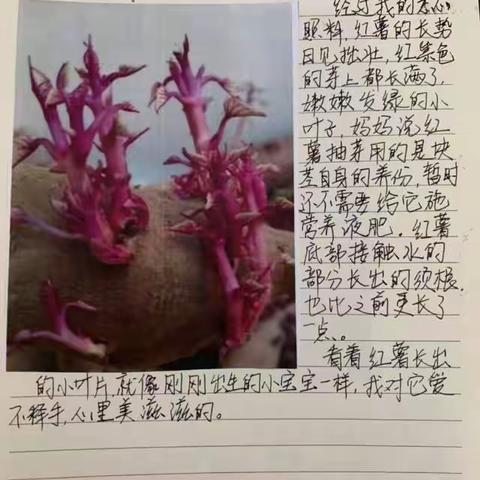 "1+1"书香工程之"我与植物共成长。"