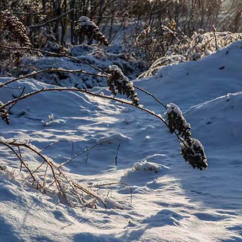 风雪过后的阳光依然灿烂