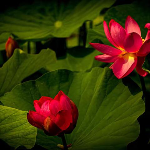 接天莲叶无穷碧，映日荷花别样红