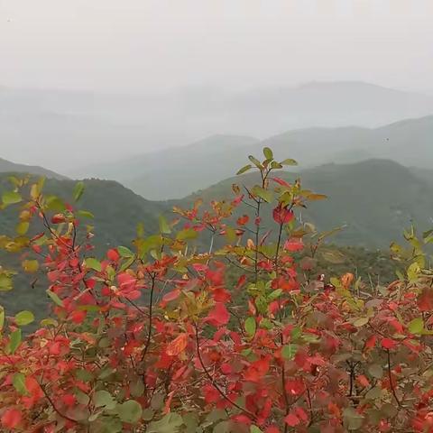 越到老秋越是红得可爱