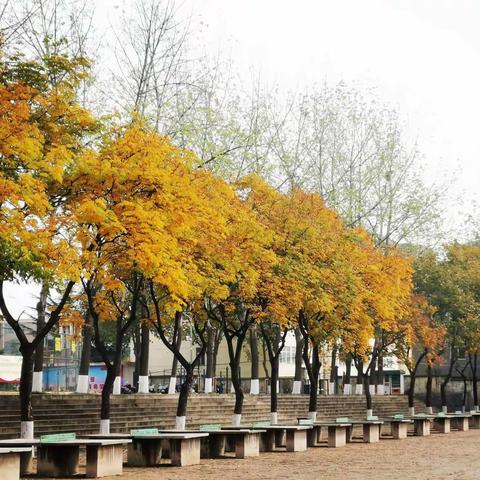 银杏榜上飞凤凰