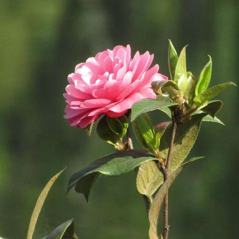 阳光下的山茶花