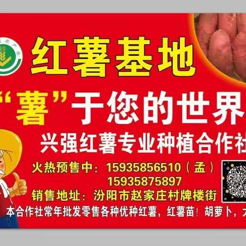 山西省汾阳市兴强红薯专业种植合作社