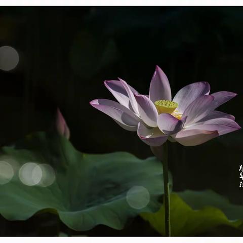 2022.08.10金山荷花