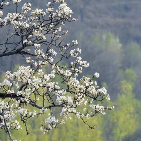 爱在梨花深处   邂逅最美山庄