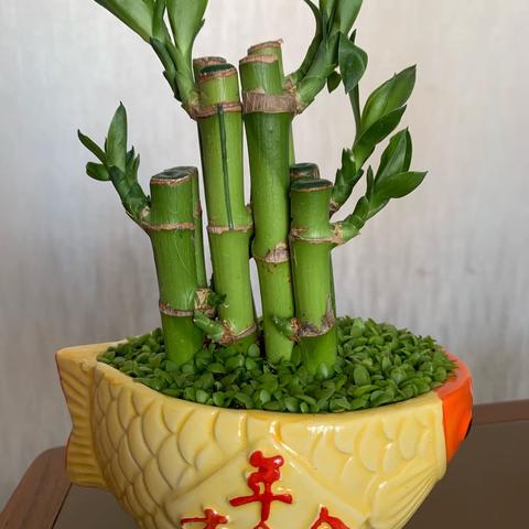 植物节节高