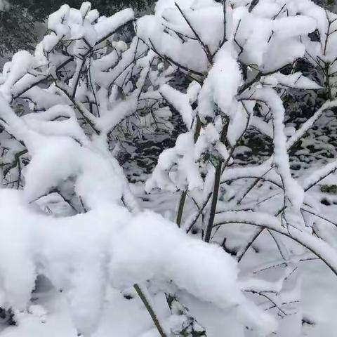 雪情暖心――道口铺中心学校代屯小学扫雪美影