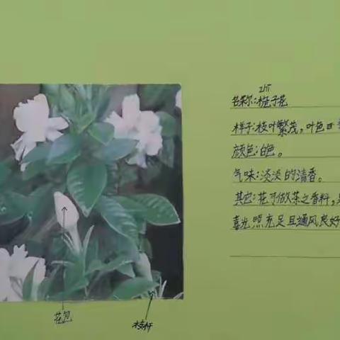 双减下的趣味语文作业—“我的植物朋友”记录卡