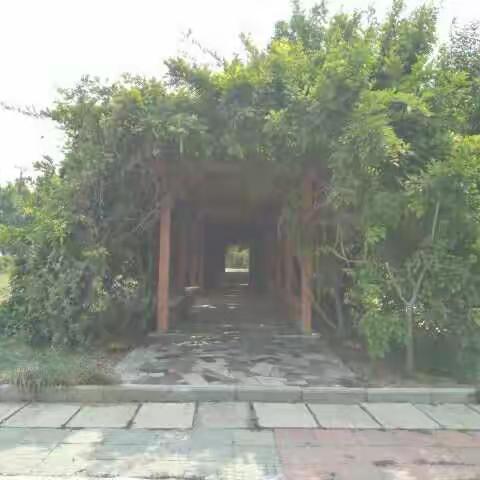 美丽校园