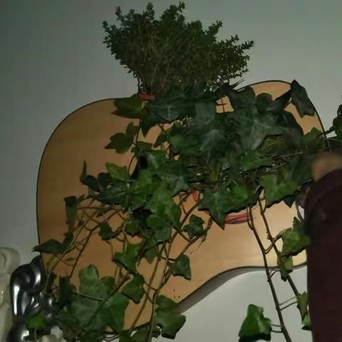 植物