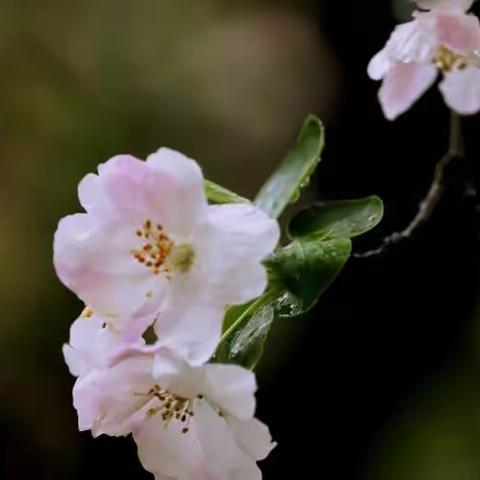 春雨下的海棠花