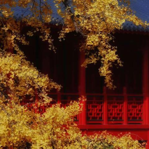 走进～秋日的毗卢寺