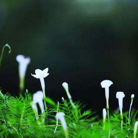 游钟山植物园