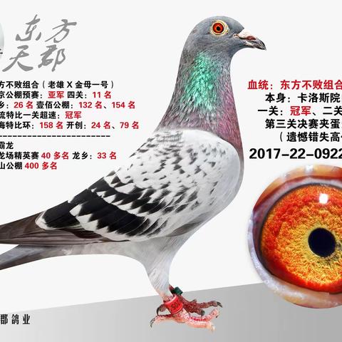 东方天郡鸽业-郭长余，精选20羽拍卖鸽电子册