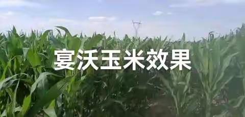 玉米追肥