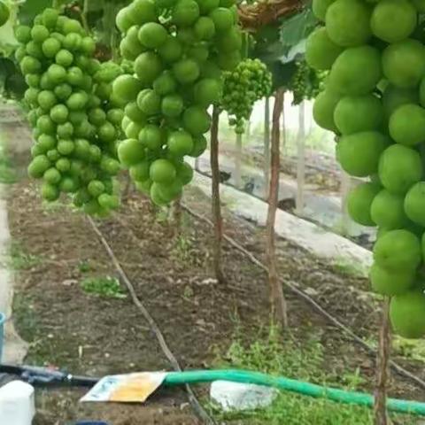 里贝里水溶肥—宴沃阳光玫瑰🍇