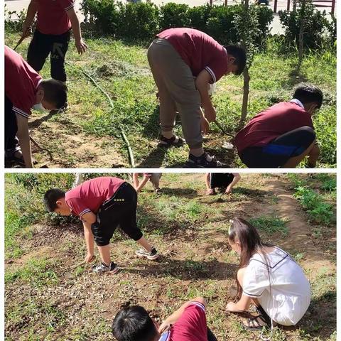 我们爱学习，我们爱劳动——北桥寨小学丰富多彩的劳动实践课