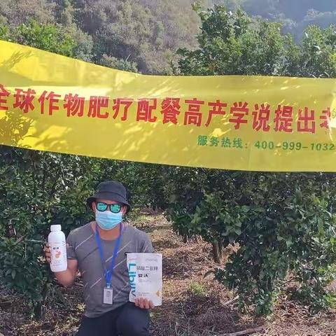 里贝里水溶肥—宴沃柑橘🍊效果见证