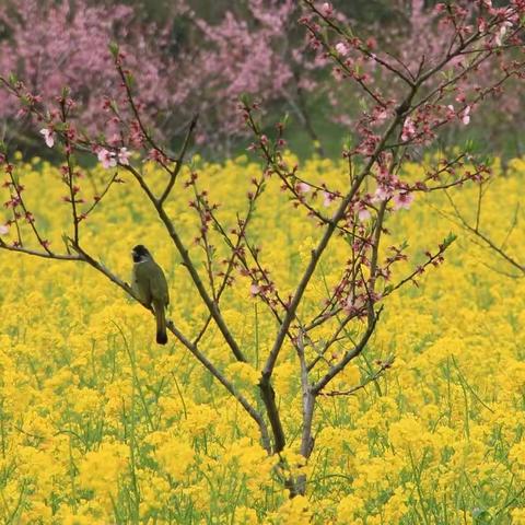 桃花盛开的时节