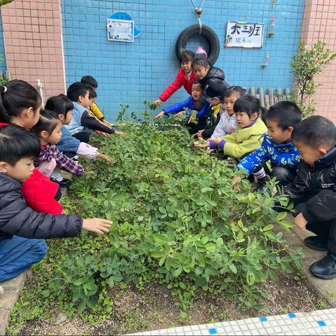 大二班拔花生