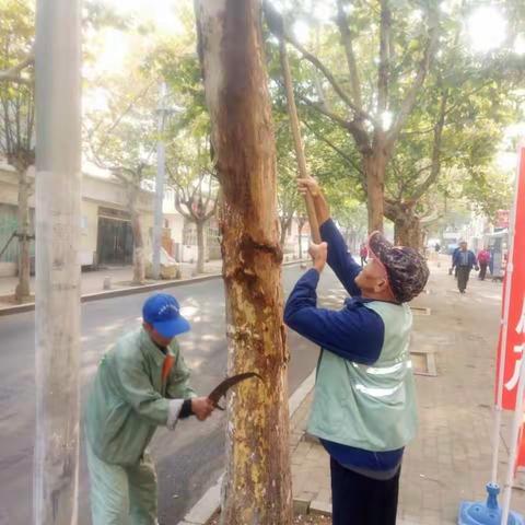 【市北绿化】市容环境大提升  精细作业正当时