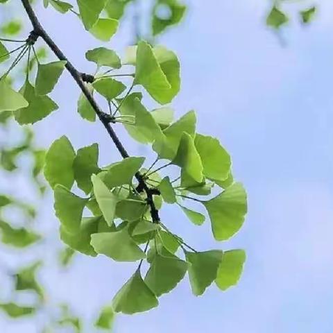 “创意无限花叶画，春意盎然清明时。”——石麟小学三年级二班清明假期创意花叶展