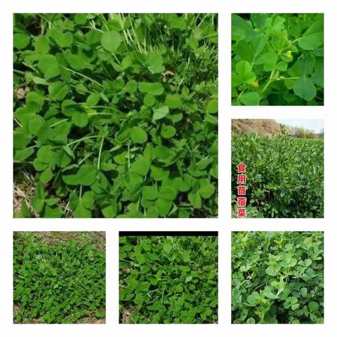 花朵幼儿园🌺大班——体验田园生活，亲近大自然。