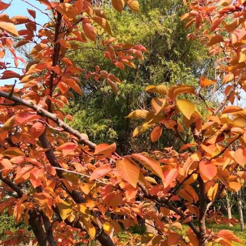 自知—自省—自律