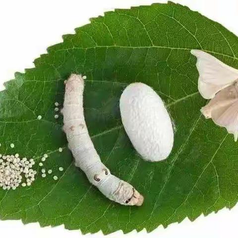 蚕宝宝成长观察日志