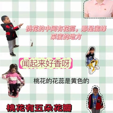 【班本课程】四幼教育集团（十六幼分园）——桃花“缘”记