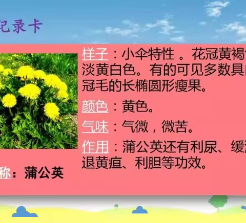 （部编版三下）我的植物朋友