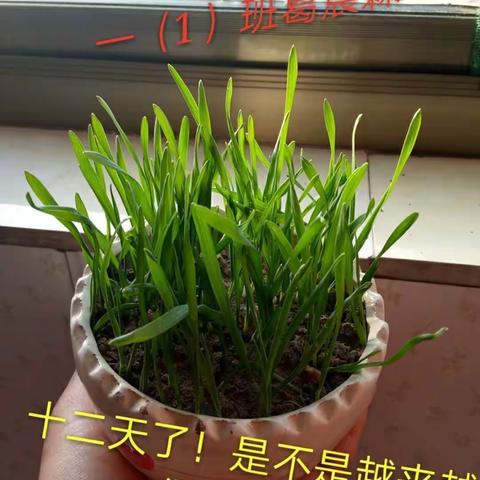 多彩生活我创造，暖冬假期共分享——杨赵小学寒假社会实践活动之“我的绿植”