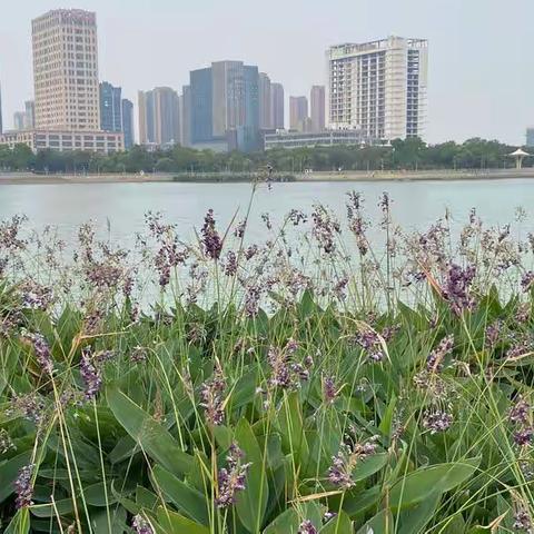 4月走园-映月湖中央公园