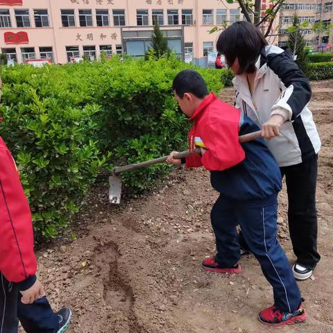 品播种之趣，享劳动之乐———景德桥小学劳动课之种葵花