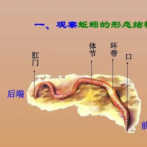 临港实验幼儿园中二班——《泥土里的动物——蚯蚓》