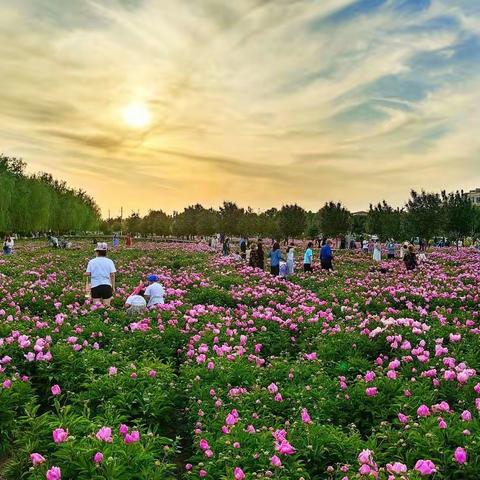 火箭农场百花园